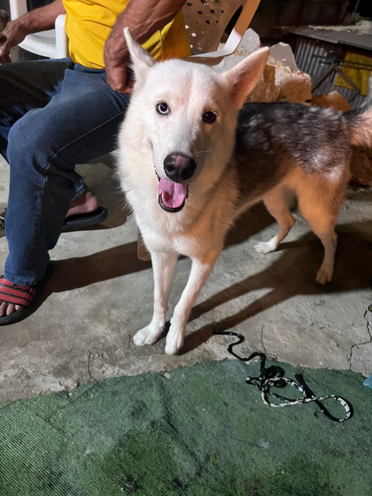 Imagen de la mascota