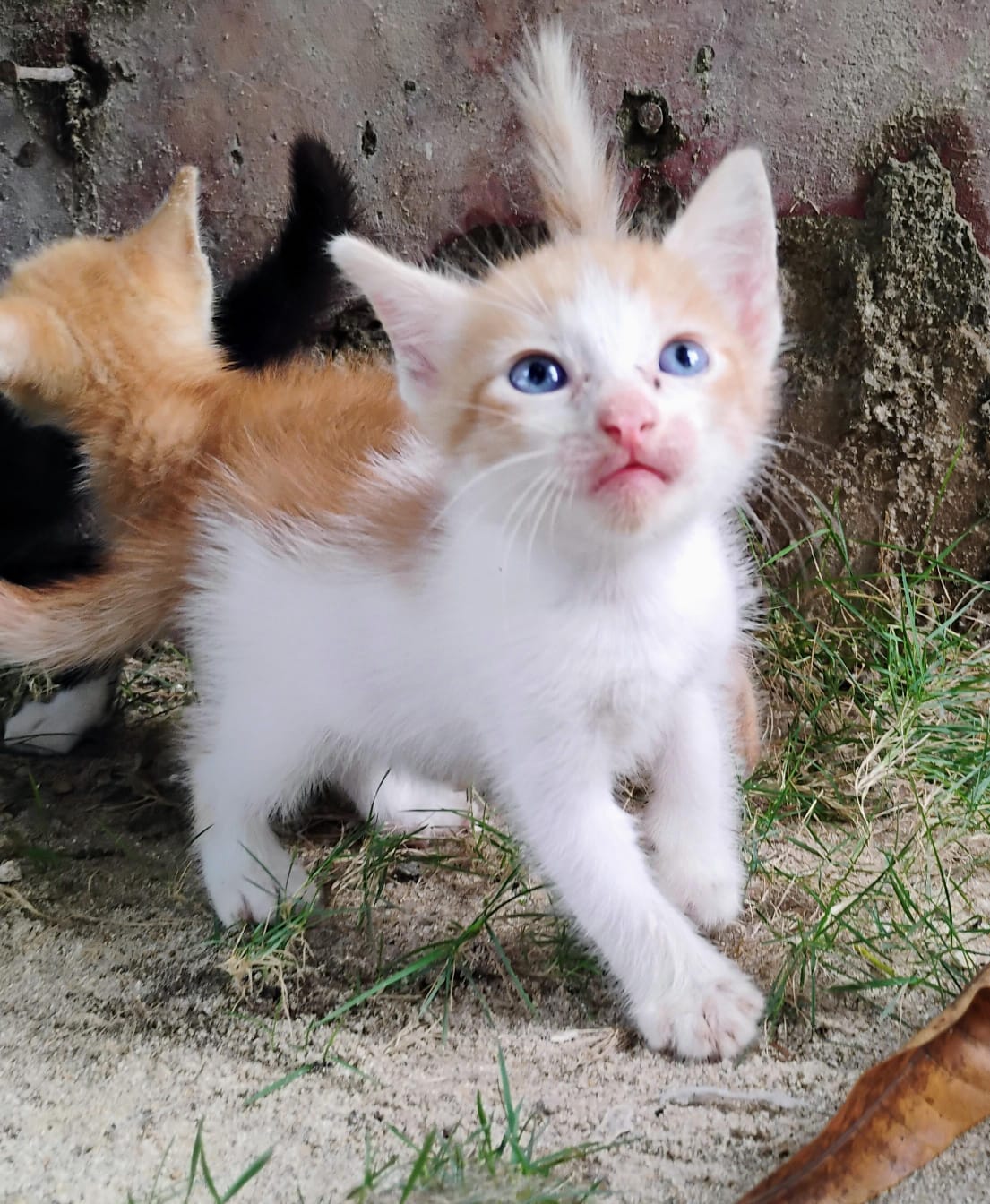 Imagen de la mascota