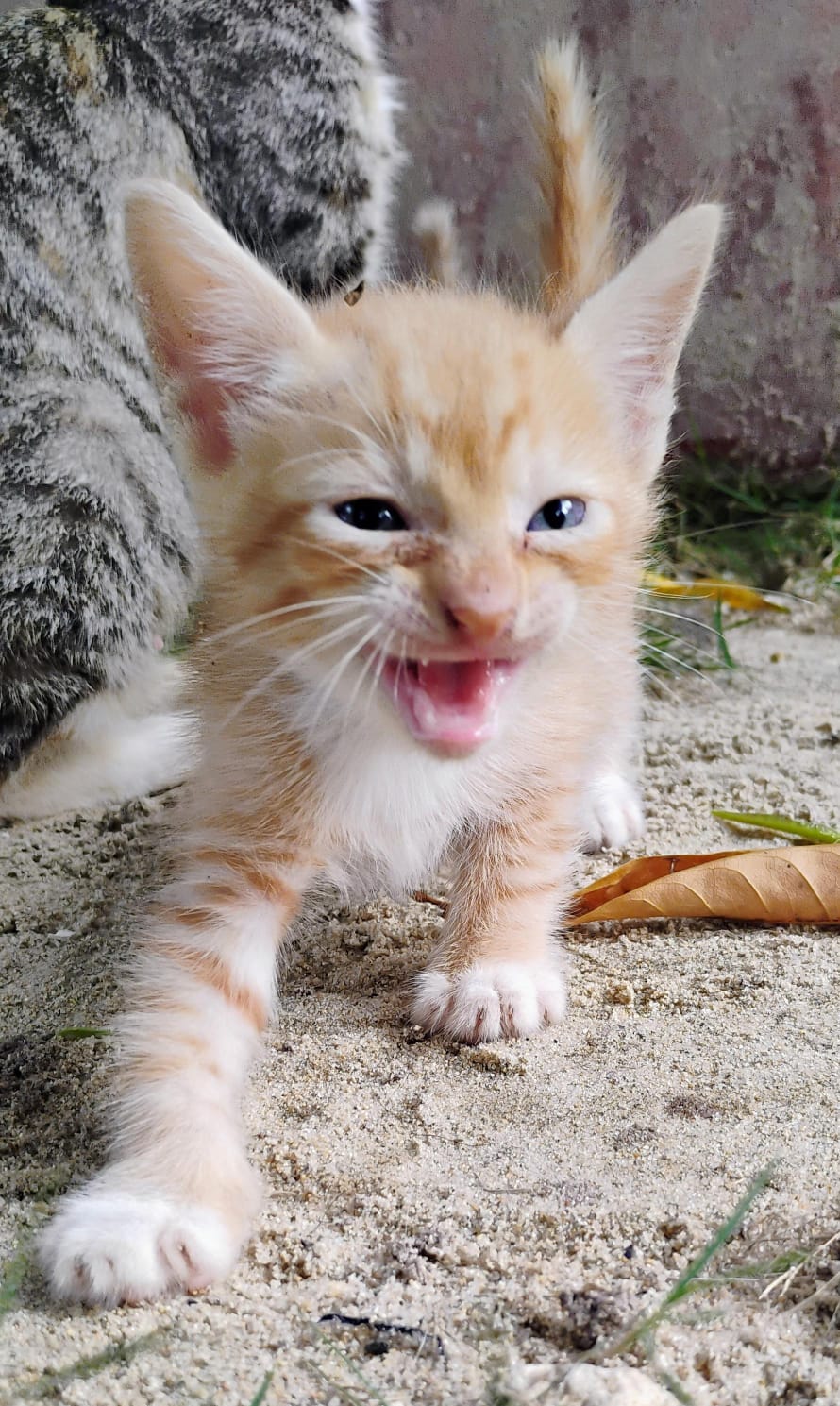 Imagen de la mascota